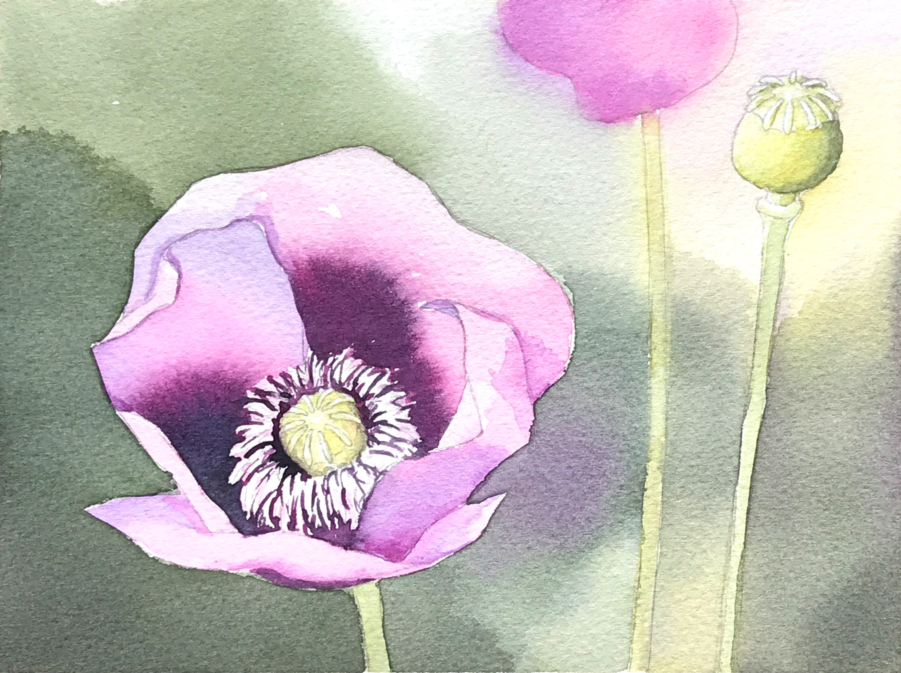 Aquarell (Lea Joos): Hibiskusbluete