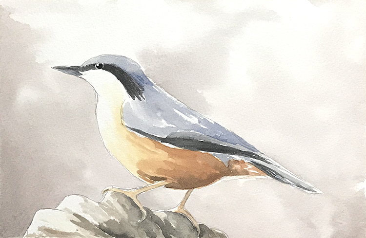 Aquarell (Lea Joos): Kleiber