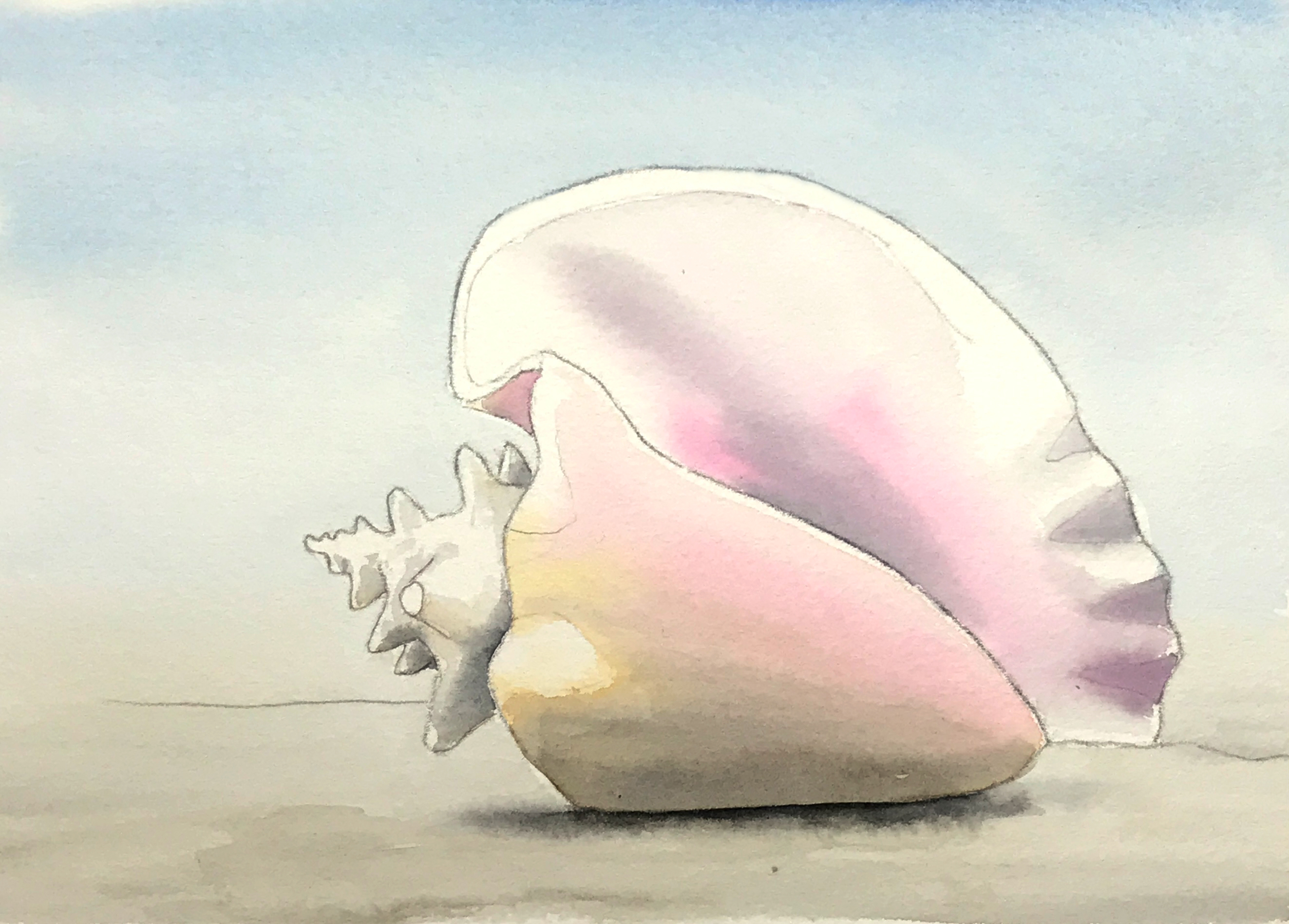 Aquarell (Lea Joos): Muschel