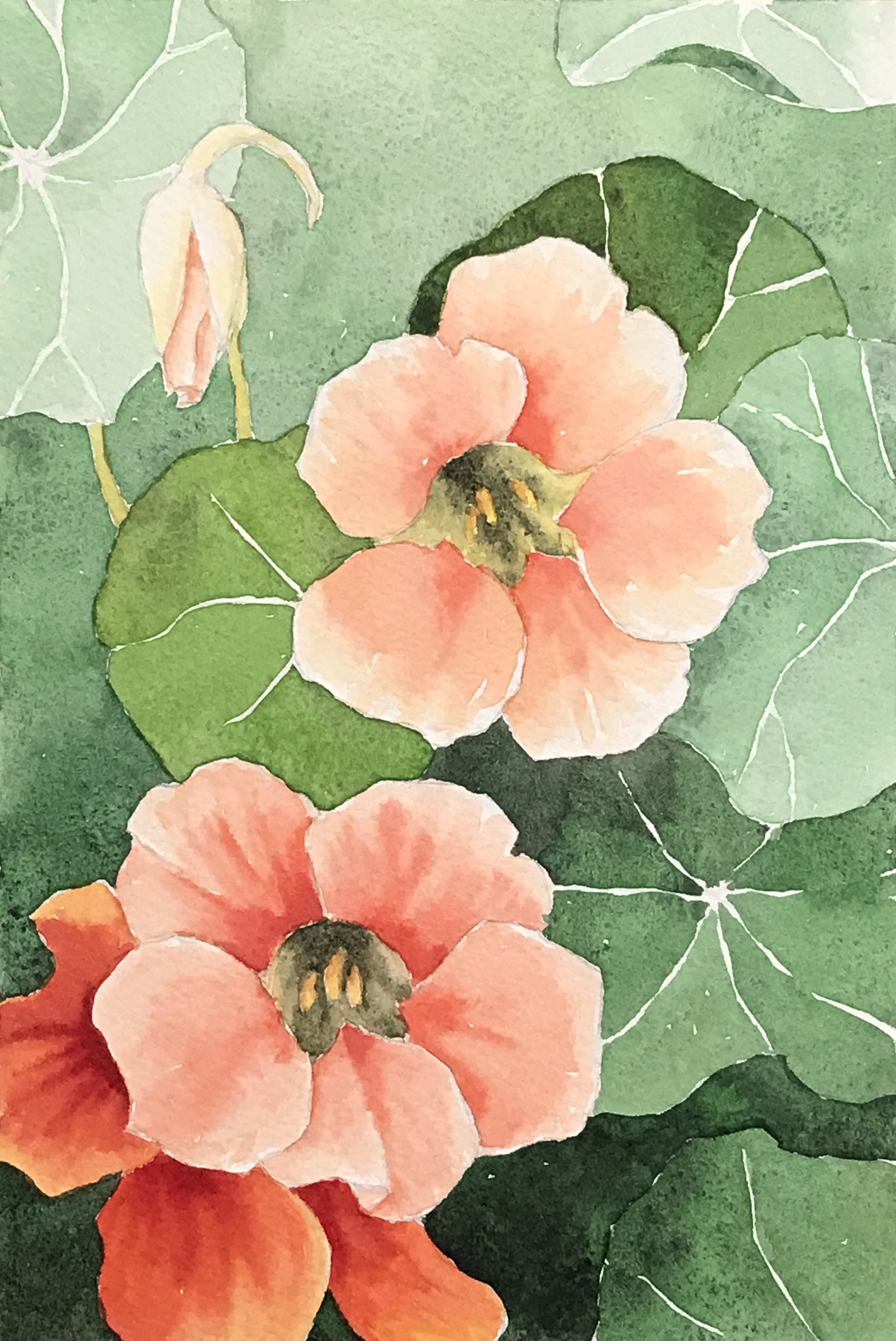 Aquarell (Lea Joos): Kapuzinerkresse